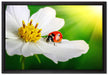 Marienkäfer auf einer weißen Blume auf Leinwandbild gerahmt Größe 60x40