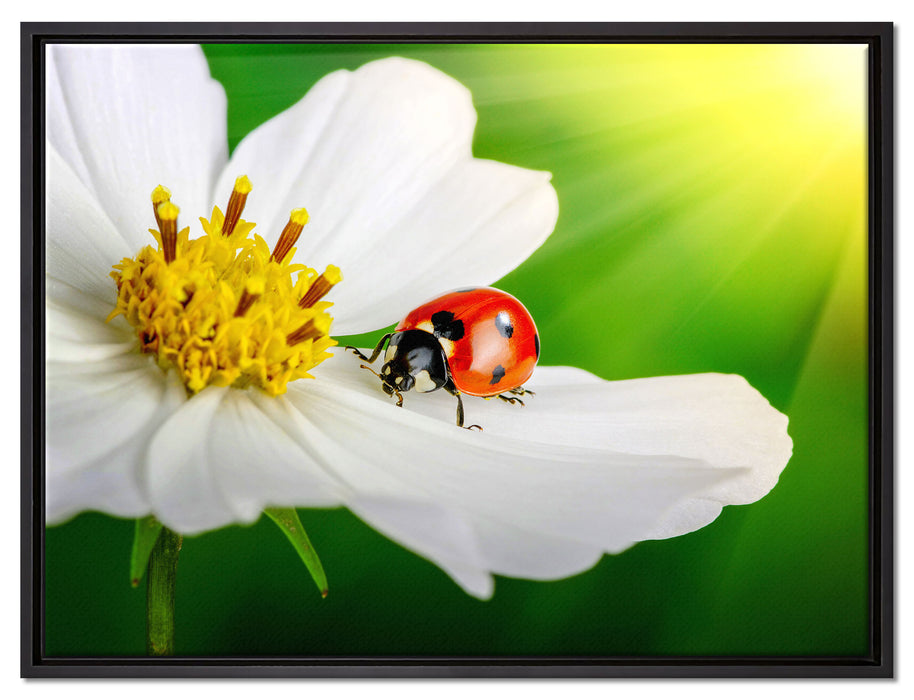 Marienkäfer auf einer weißen Blume auf Leinwandbild gerahmt Größe 80x60
