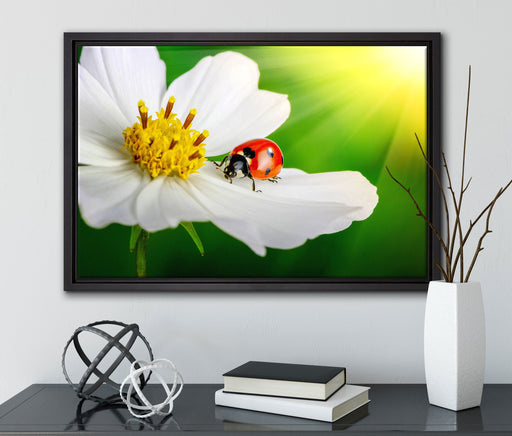 Marienkäfer auf einer weißen Blume auf Leinwandbild gerahmt mit Kirschblüten
