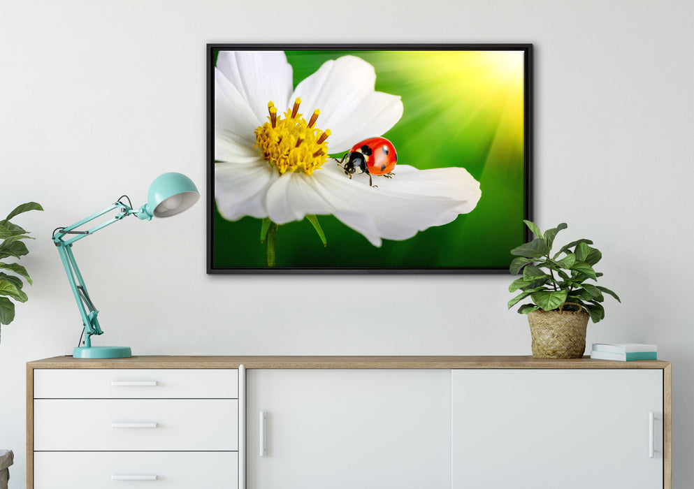 Marienkäfer auf einer weißen Blume auf Leinwandbild gerahmt verschiedene Größen im Wohnzimmer