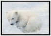 Eisbär im Schnee auf Leinwandbild gerahmt Größe 100x70