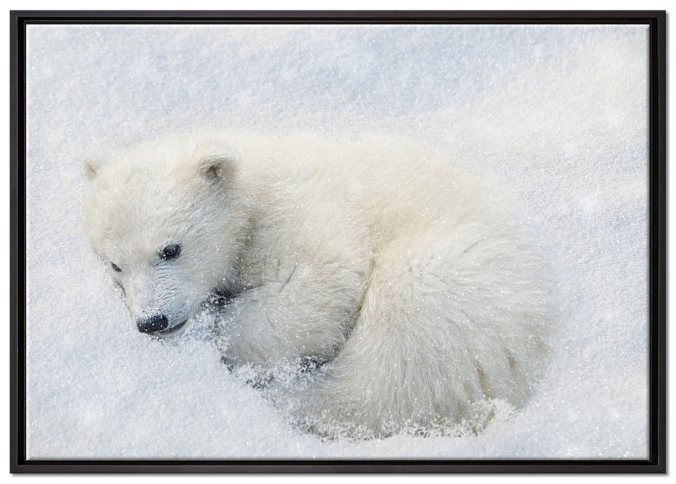 Eisbär im Schnee auf Leinwandbild gerahmt Größe 100x70