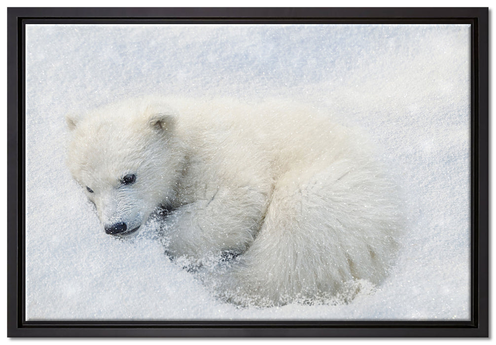 Eisbär im Schnee auf Leinwandbild gerahmt Größe 60x40