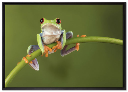 Baum-Frosch auf Bambus auf Leinwandbild gerahmt Größe 100x70