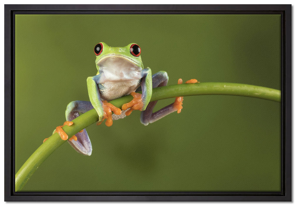 Baum-Frosch auf Bambus auf Leinwandbild gerahmt Größe 60x40