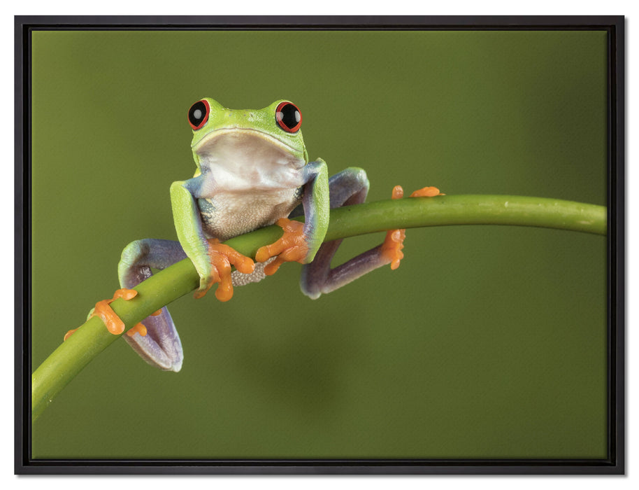 Baum-Frosch auf Bambus auf Leinwandbild gerahmt Größe 80x60