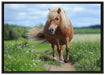 Shetlandpony auf der Wiese auf Leinwandbild gerahmt Größe 100x70