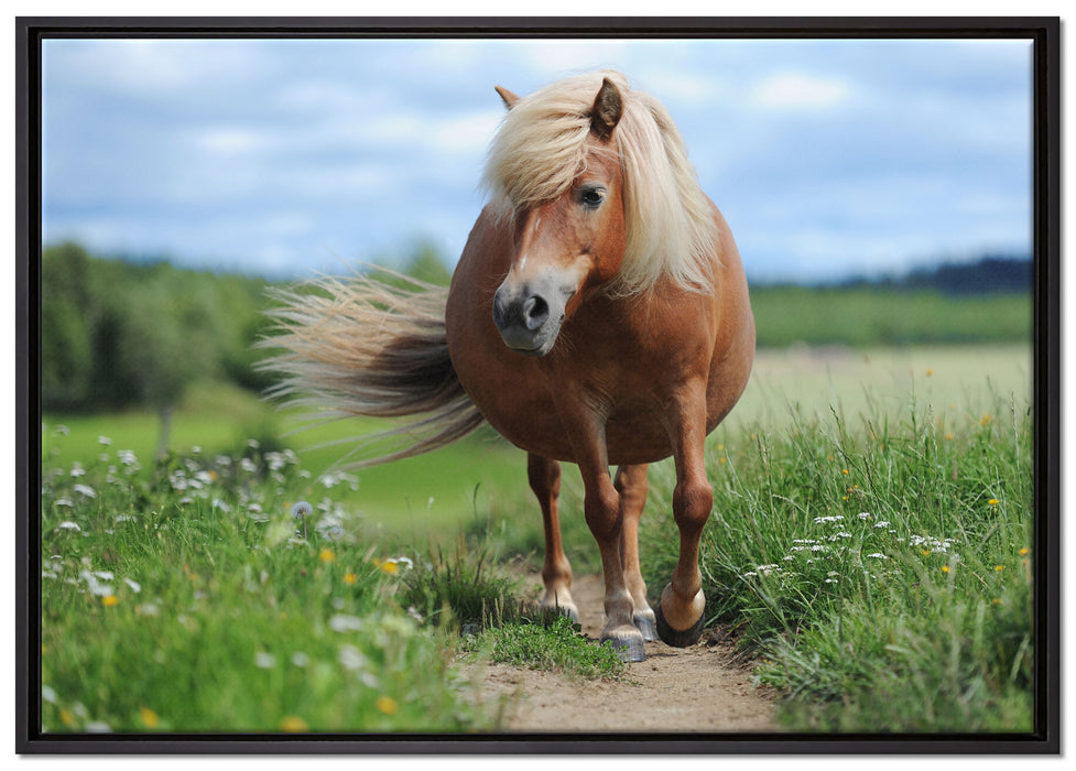 Shetlandpony auf der Wiese auf Leinwandbild gerahmt Größe 100x70