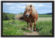 Shetlandpony auf der Wiese auf Leinwandbild gerahmt Größe 60x40