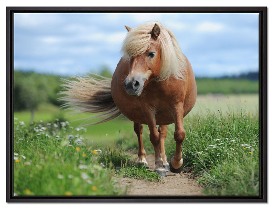 Shetlandpony auf der Wiese auf Leinwandbild gerahmt Größe 80x60