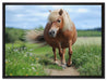 Shetlandpony auf der Wiese auf Leinwandbild gerahmt Größe 80x60