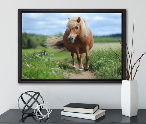 Shetlandpony auf der Wiese auf Leinwandbild gerahmt mit Kirschblüten