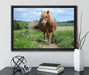 Shetlandpony auf der Wiese auf Leinwandbild gerahmt mit Kirschblüten