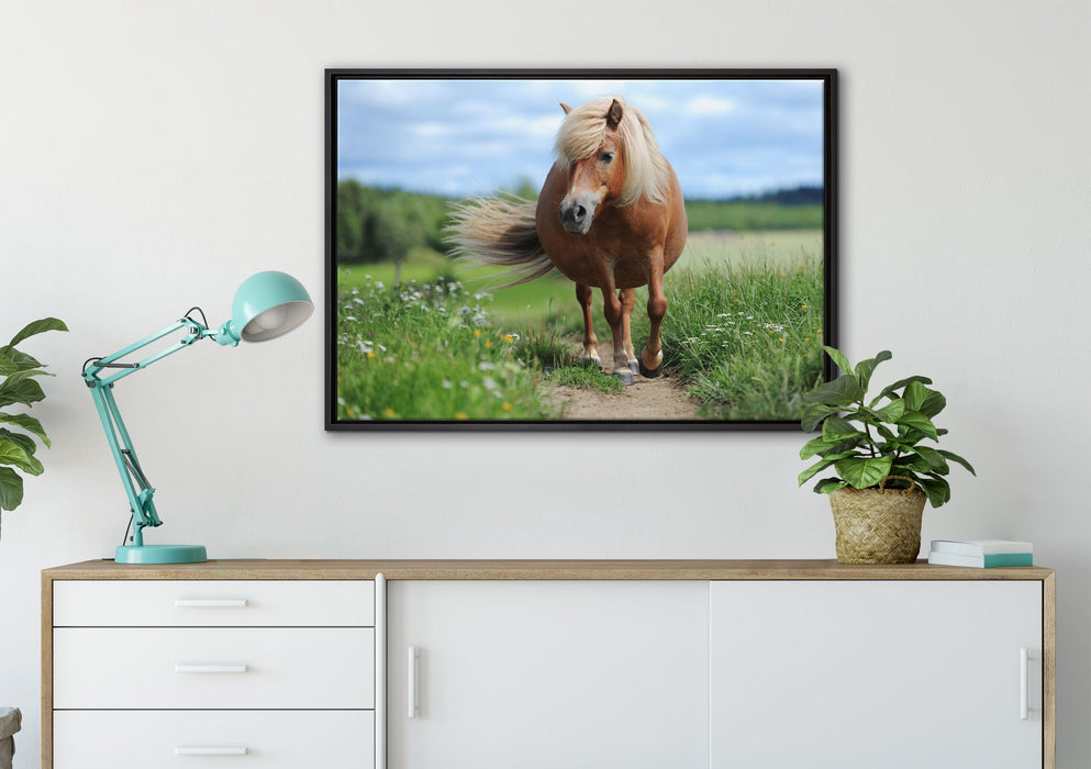 Shetlandpony auf der Wiese auf Leinwandbild gerahmt verschiedene Größen im Wohnzimmer