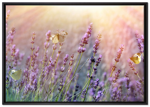 Schmetterlinge auf Lavendelblumen auf Leinwandbild gerahmt Größe 100x70