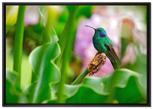 Kolibri in seinem Lebensraum auf Leinwandbild gerahmt Größe 100x70