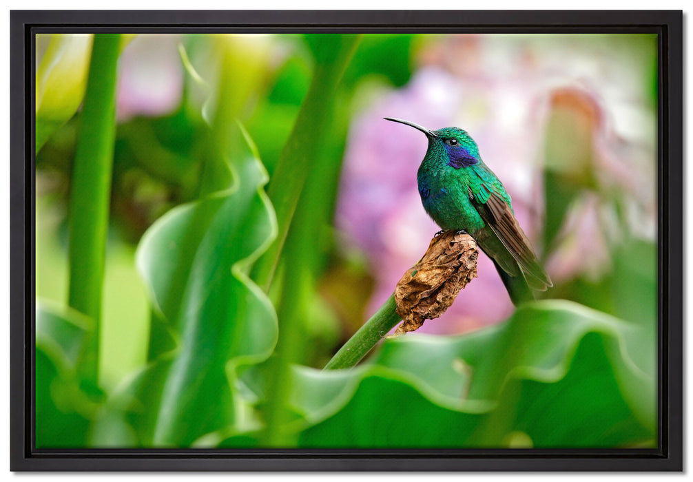 Kolibri in seinem Lebensraum auf Leinwandbild gerahmt Größe 60x40