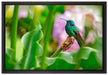 Kolibri in seinem Lebensraum auf Leinwandbild gerahmt Größe 60x40