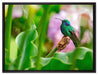 Kolibri in seinem Lebensraum auf Leinwandbild gerahmt Größe 80x60