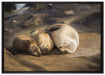 Familie Seelöwen in der Sonne auf Leinwandbild gerahmt Größe 100x70