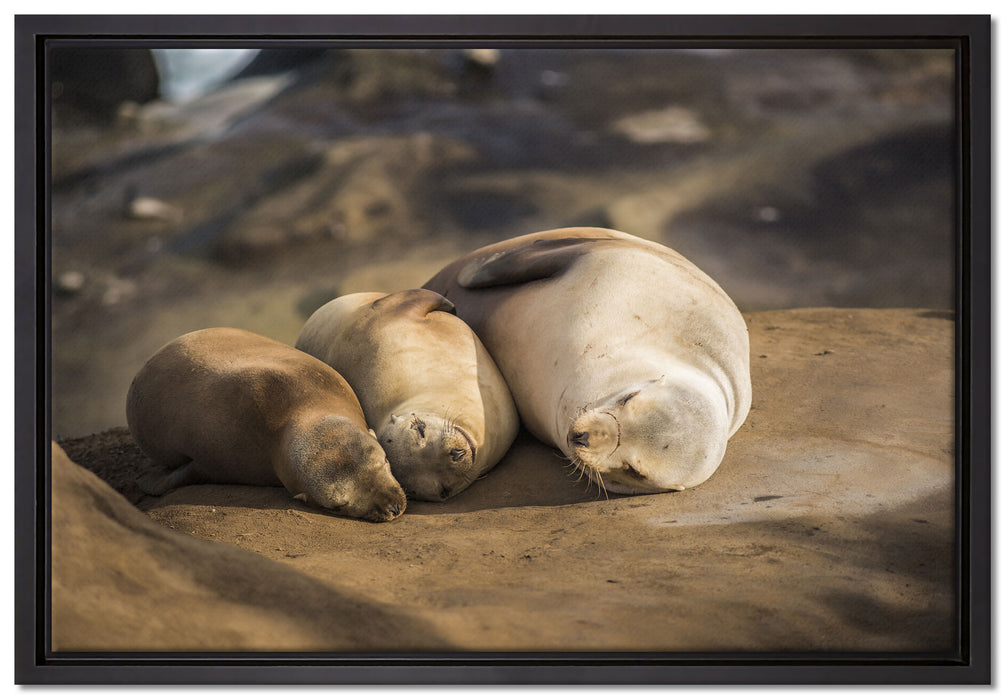 Familie Seelöwen in der Sonne auf Leinwandbild gerahmt Größe 60x40
