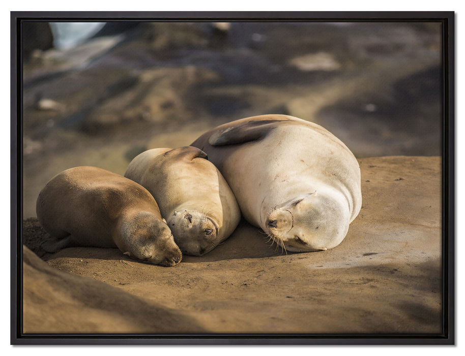 Familie Seelöwen in der Sonne auf Leinwandbild gerahmt Größe 80x60