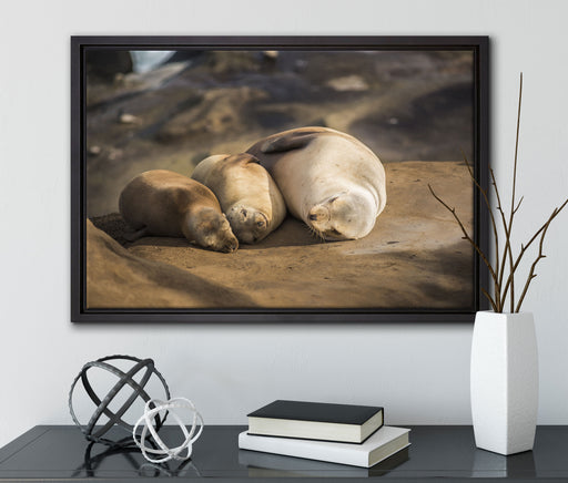 Familie Seelöwen in der Sonne auf Leinwandbild gerahmt mit Kirschblüten