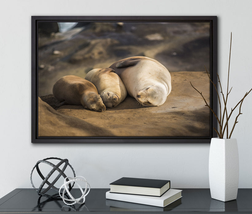 Familie Seelöwen in der Sonne auf Leinwandbild gerahmt mit Kirschblüten
