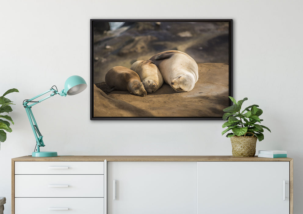 Familie Seelöwen in der Sonne auf Leinwandbild gerahmt verschiedene Größen im Wohnzimmer
