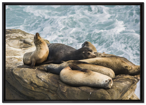 Seelöwen an einer Bucht auf Leinwandbild gerahmt Größe 100x70