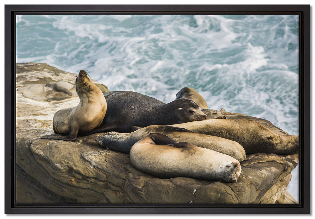 Seelöwen an einer Bucht auf Leinwandbild gerahmt Größe 60x40