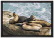 Seelöwen an einer Bucht auf Leinwandbild gerahmt Größe 60x40
