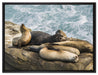 Seelöwen an einer Bucht auf Leinwandbild gerahmt Größe 80x60