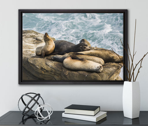 Seelöwen an einer Bucht auf Leinwandbild gerahmt mit Kirschblüten