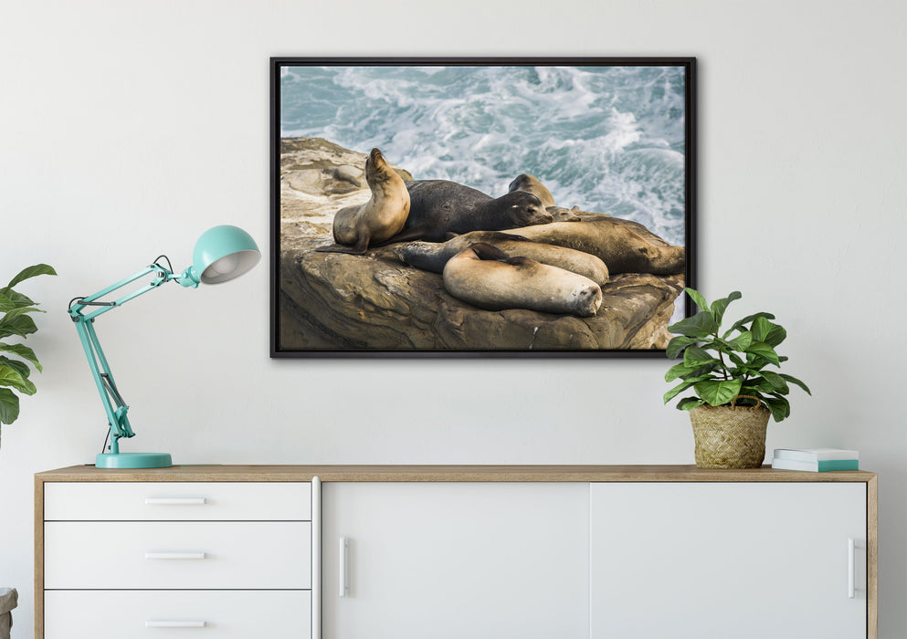 Seelöwen an einer Bucht auf Leinwandbild gerahmt verschiedene Größen im Wohnzimmer