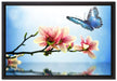 Schmetterling mit Magnolien-Blüte auf Leinwandbild gerahmt Größe 60x40