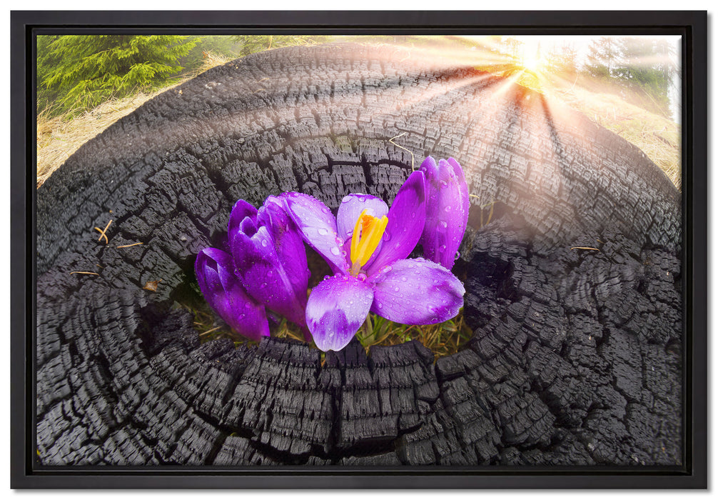 Die Kraft der Natur auf Leinwandbild gerahmt Größe 60x40