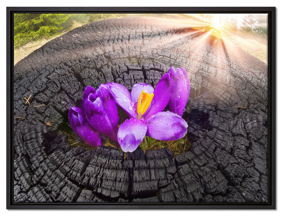 Die Kraft der Natur auf Leinwandbild gerahmt Größe 80x60