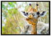 Giraffe in der Natur auf Leinwandbild gerahmt Größe 100x70