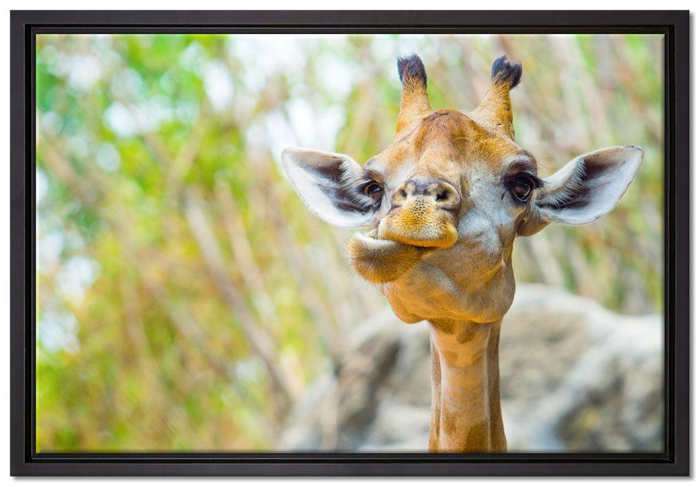 Giraffe in der Natur auf Leinwandbild gerahmt Größe 60x40