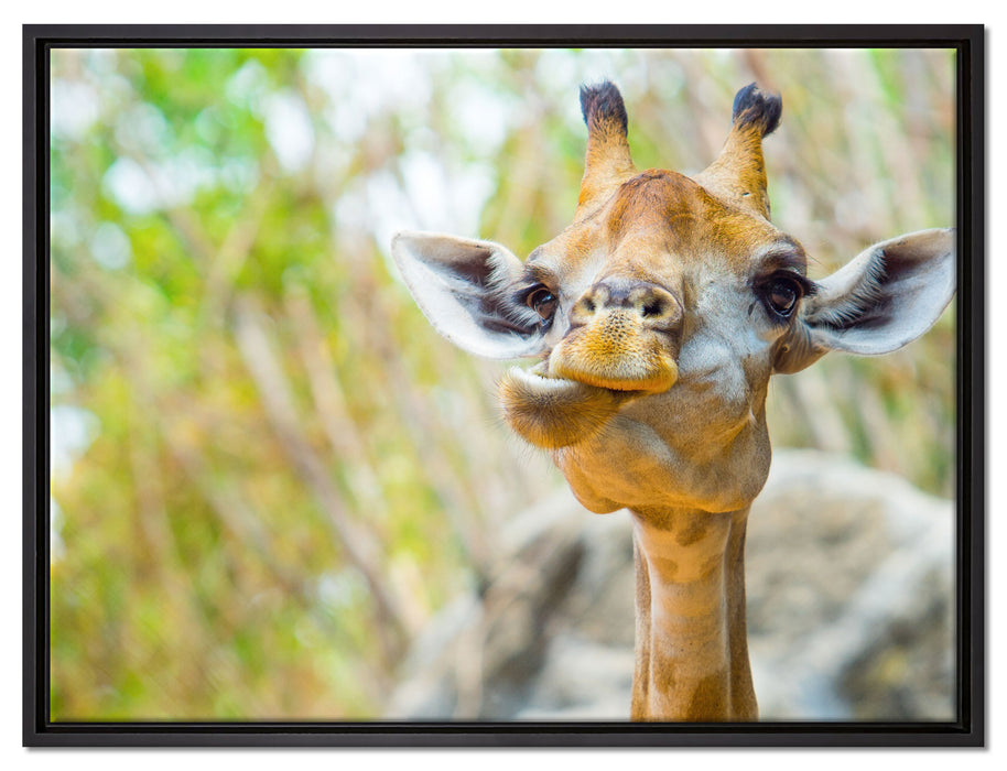 Giraffe in der Natur auf Leinwandbild gerahmt Größe 80x60