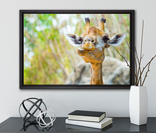 Giraffe in der Natur auf Leinwandbild gerahmt mit Kirschblüten