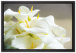 Wunderschöne weiße Calla Lilien auf Leinwandbild gerahmt Größe 60x40