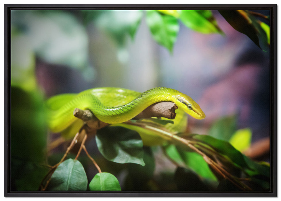 Raue grüne Schlange auf Leinwandbild gerahmt Größe 100x70