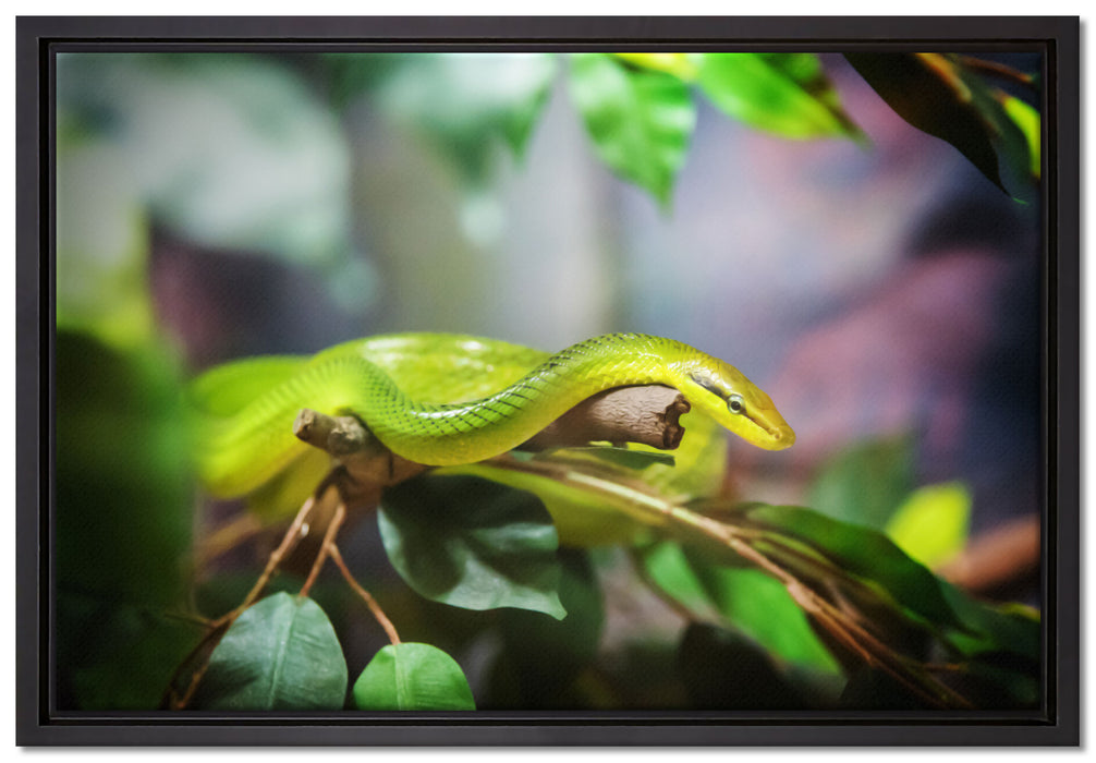 Raue grüne Schlange auf Leinwandbild gerahmt Größe 60x40