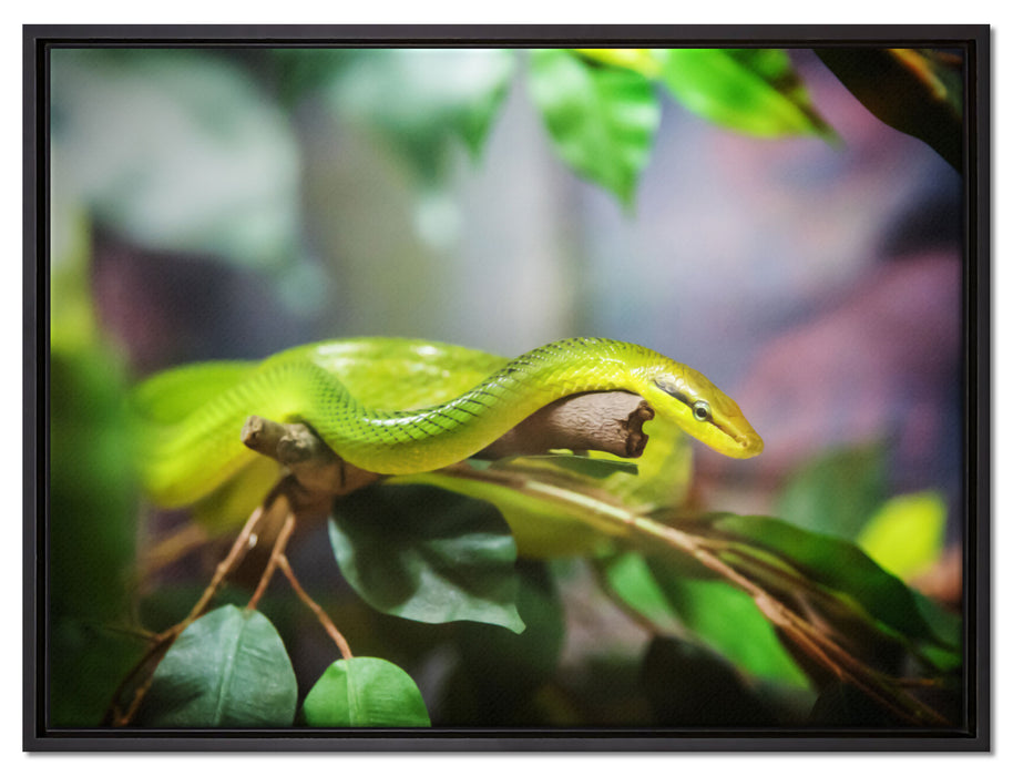 Raue grüne Schlange auf Leinwandbild gerahmt Größe 80x60