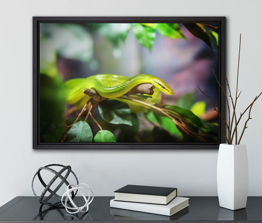 Raue grüne Schlange auf Leinwandbild gerahmt mit Kirschblüten