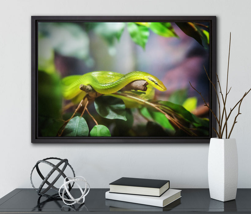 Raue grüne Schlange auf Leinwandbild gerahmt mit Kirschblüten