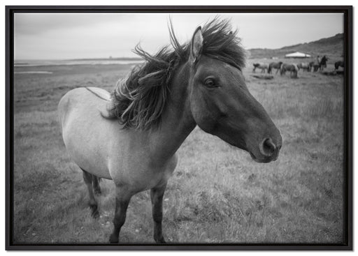Isländer Pferde in der Wildnis auf Leinwandbild gerahmt Größe 100x70