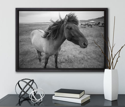 Isländer Pferde in der Wildnis auf Leinwandbild gerahmt mit Kirschblüten